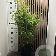 Fargesia 'Obelisk' 60-80 cm 7,5L