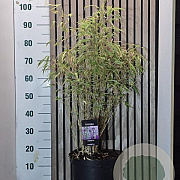 Fargesia robusta 'Campbell' 80-100 cm 7,5L