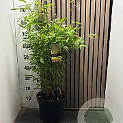 Fargesia rufa 60-80 cm 7,5L