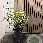Mahonia eurybracteata 'Soft Caress' 35-40 cm 3,0L
