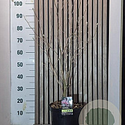 Magnolia loebneri 'Leonard Messel' 60-70 cm 7,5L