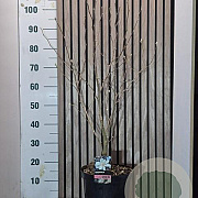 Magnolia stellata 60-70 cm 7,5L