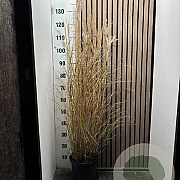 Miscanthus sin. 'Kleine Silbersp.' 80-90 cm 5,0L