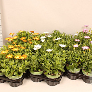 Osteospermum Divers GM P12