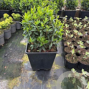 Prunus l. 'Angustifolia' 40-50 cm 25L bol