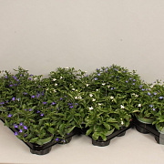 Lobelia divers GM P12