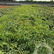 Tetradium daniellii 80-100 cm 7,5L