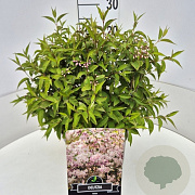 Deutzia rosea 30-40 cm 10L
