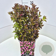 Weigela florida 'Nana Purpurea' 40 cm 10L
