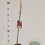 Albizia julibr. 'Summer Chocolate' 60-80 cm 3,0L