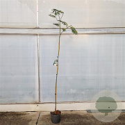 Albizia julibrissin 175-200 cm 7,5L