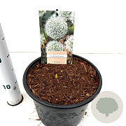 Allium stipitatum 'White Giant' gm 4,0L