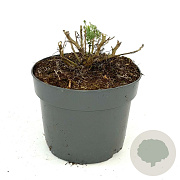 Artemisia 'Powis Castle' GM 2,0L