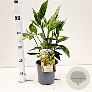 Aucuba jap. 'Crotonifolia' 30-40 cm 2,5L