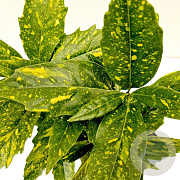 Aucuba jap. 'Crotonifolia' 30-40 cm 2,5L