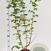 Corylus avellana 80-100 cm 5,0L