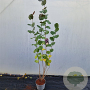 Corylus m. 'Purpurea' 170-200 cm 10L
