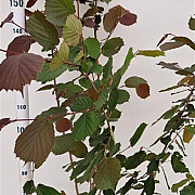 Corylus m. 'Purpurea' 175-200 cm 15L