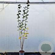 Corylus m. 'Purpurea' 200-225 cm 10L