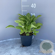 Digitalis purpurea GM 2,0L