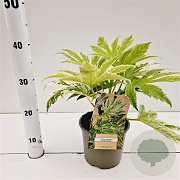 Fatsia japonica 'Spider's Web' 25-30 cm 2,0L