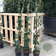 Hedera hibernica 80-100 cm C1.5