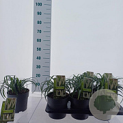 Liriope muscari 'Monroe White' 20-25 cm 2,0L