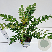 Mahonia media 'Charity' 30-40 cm 2,5L