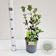 Osmanthus heterophyllus 30-40 cm 2,0L