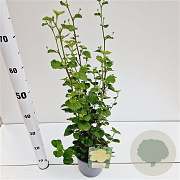 Pavonia praemorsa 40-50 cm 2,5L
