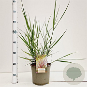 Panicum virgatum 'Squaw' 30-40 cm 4,0L