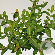 Salix gracilistyla 'Mt. Aso' 40-50 cm 2,5L