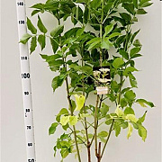 Sambucus nigra 80-100 cm 10L