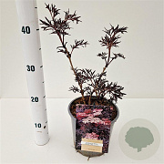 Sambucus nigra Black Lace 20-30 cm 2,5L