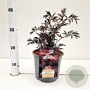 Sambucus nigra Black Lace 25-30 cm 3,0L
