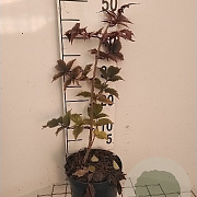 Sambucus nigra Black Tower 30-40 cm 3,0L