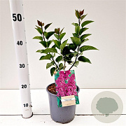 Syringa v. 'Charles Joly' GM 2,5L