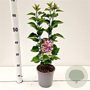 Syringa v. 'Katherine Havemeyer' 30-40 cm 2,5L
