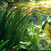 Vallisneria americana 'Gigantea' GM P9 leverbaar