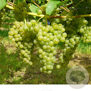 Vitis 'Saphira' 150-175 cm vierkant rond 5,5L