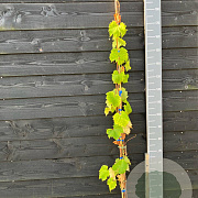 Vitis 'Saphira' 150-175 cm vierkant rond 5,5L