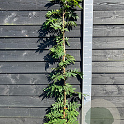 Wisteria brach. 'Showa-beni' 150-175 cm vierkant rond 5,5L