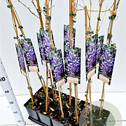 Wisteria sinensis 70-80 cm rozenpot 2L