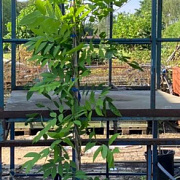 Wisteria sinensis 'Prolific' 250-275 cm 10L