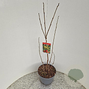 Koelreuteria paniculata 80-100 cm 7,5L