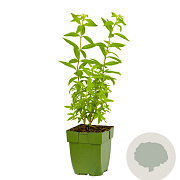 Aloysia triphylla GM  P11