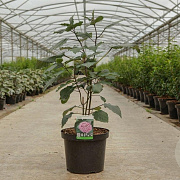 Clerodendrum bungei 60-80 cm 10L