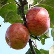 Malus d. Roter Boskoop 14-16 HO draadkluit lei 180x150 200 cm stam