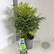 Nandina d. Magical Lemon & Lime 35-40 cm 5,0L