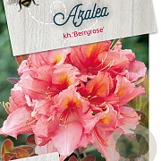 Rhododendron (AK) 'Berryrose' 50-60 cm 10L